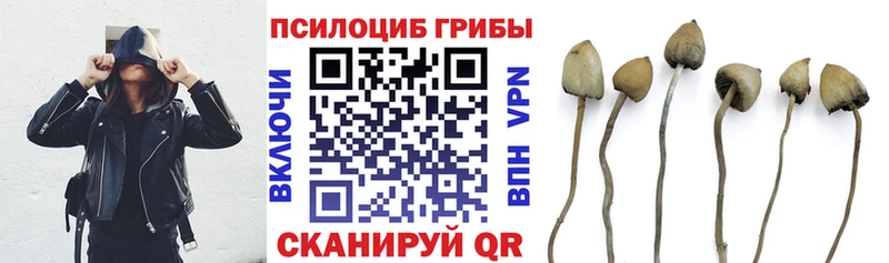 ссылка на мегу как зайти Клинцы Галлюциногенные грибы Psilocybine cubensis